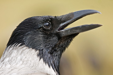 Close-up of croaks crow. Hooded Crow (Corvus cornix).