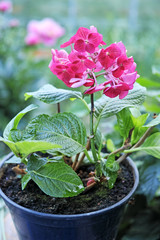 Pink hydrangea in a pot
