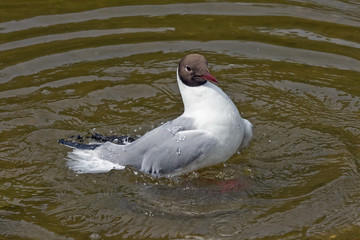 Seagull swimming on the lake. Black-headed gull (Chroicocephalus ridibundus).