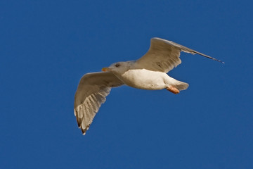 Young herring gull flying on the blue sky