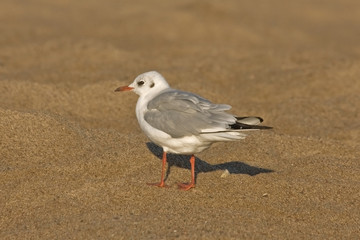 Seagull walking on the beach. Black-headed gull (Chroicocephalus ridibundus).