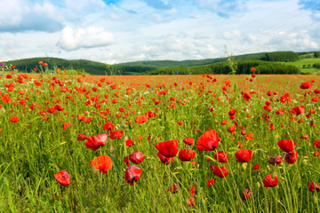 Fototapeta na wymiar Beautiful poppy field and blue sky.