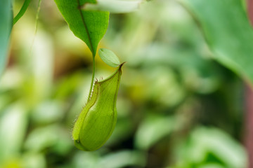 Insectivorous plants Nepenthes Ampullaria  close up