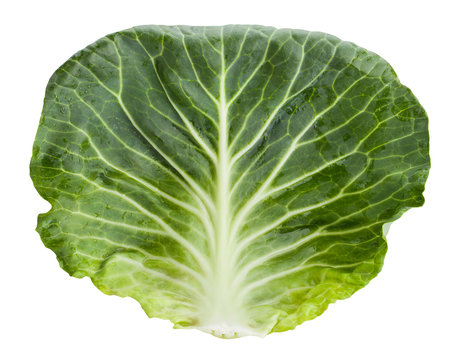 cabbage leaf