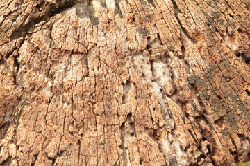Old stump cross section texture, background shows weathered tree rings, the circle line in wood grain