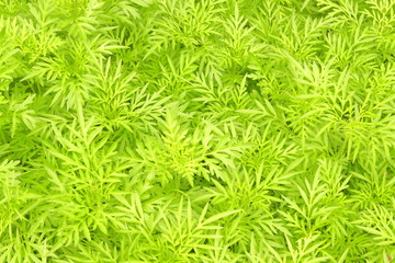 Naklejka na ściany i meble Beautiful Marigolds bright green leaves bush texture, background