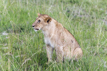 Obraz na płótnie Canvas Lovely young lion pay close attention to how their hunts mother lioness in a park Tarangire, Tanzania