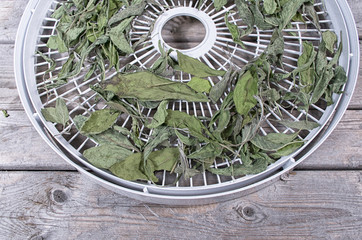 Dried sage leaves on a white food dehydrator tray on a wooden ta