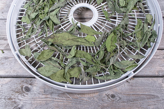 Dried sage leaves on a white food dehydrator tray on a wooden ta