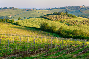 Fototapeta na wymiar Tuscan vineyard at sunrise