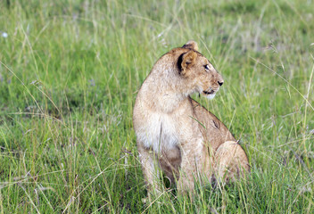 Lovely young lion pay close attention to how their hunts mother lioness  in a park Tarangire, Tanzania