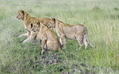 Four  lovely young lions  pay close attention to how their hunts mother lioness  in a park Tarangire, Tanzania