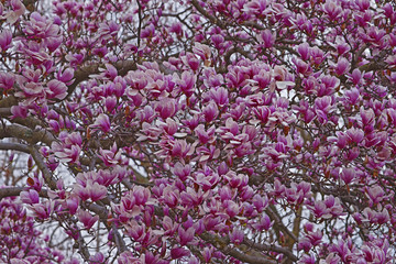 Fototapeta premium Saucer magnolia (Magnolia x soulangeana). Hybrid between Magnolia denudata and Magnolia liliiflora. Called Chinese Magnolia and Tulip Magnolia also. Tree in blossom