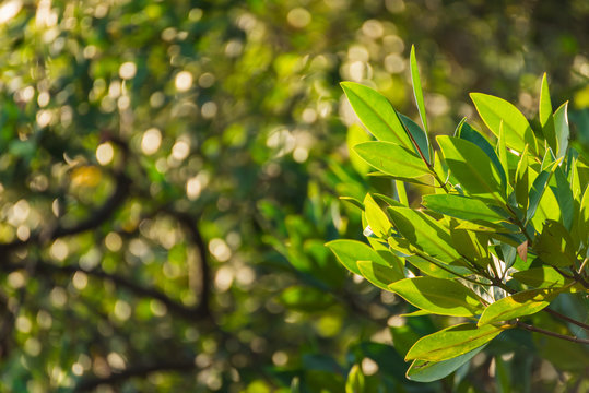 Branch of mangrove on the bokeh of mangrove forest background.