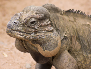 A Close Up of a Rhino Iguana