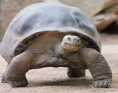 A Close Up of a Galapagos Tortoise