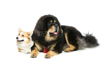 Corgi and mastiff dogs