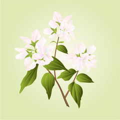 Branch decorative shrub nature background vector illustration