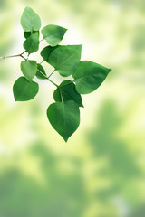 Fototapeta na wymiar Green Leaves Twig