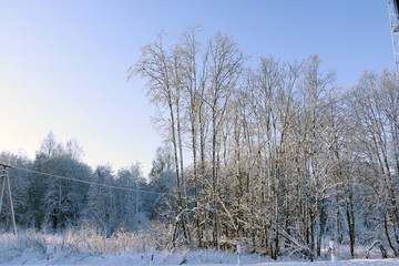 Trees in cold winter day and snow
