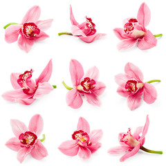Set of orchid flower