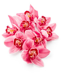 Orchid flowers
