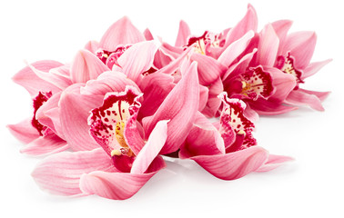 Orchid flowers