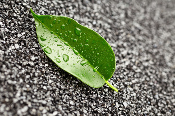 Leaf with drops of water