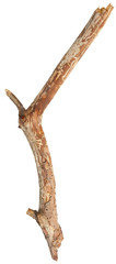 Obraz premium Tree stick