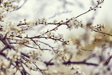 Spring blooming tree