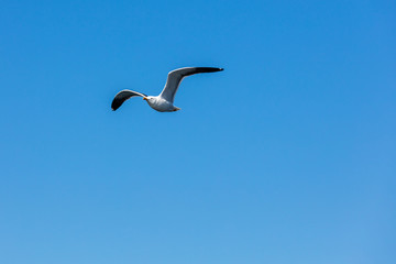 Möwe