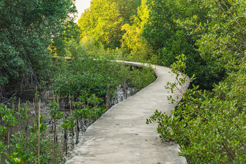 Obraz premium Walkway along mangrove forest in Thailand. Selective Focus.