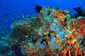 Fototapeta na wymiar The Pristine and Colorful Coral Reefs of Komodo, Indonesia