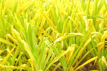 bright green and yellow leaves of lily Crinum Lily, Cape Lily, Poison Bulb, Spider Lily bush (Crinum asiaticum) for texture, background