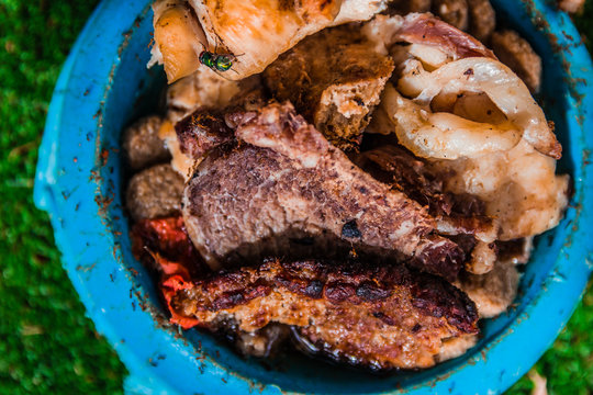 Different kinds of grilled meat pieces in dog food bowl