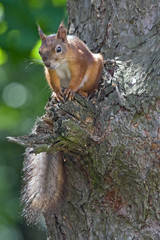 Young squirrel sitting on the tree. Eurasian red squirrel (Sciurus vulgaris).