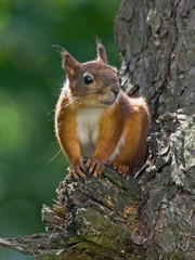 Naklejka na ściany i meble Young squirrel sitting on the tree. Eurasian red squirrel (Sciurus vulgaris).