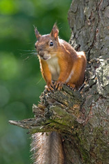 Young squirrel sitting on the tree. Eurasian red squirrel (Sciurus vulgaris).