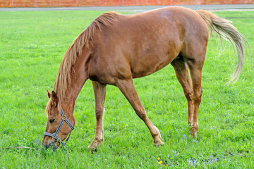 Redhead horse