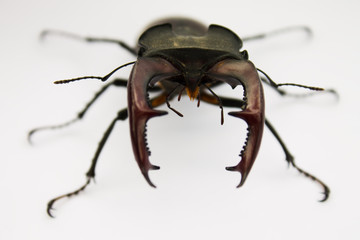 stag-beetle closeup on a white background