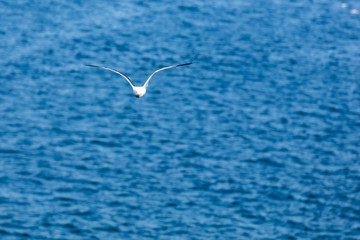 Möwe