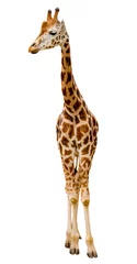 Photo sur Plexiglas Girafe Girafe isolée