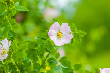 White flowers in summer garden, briar as background