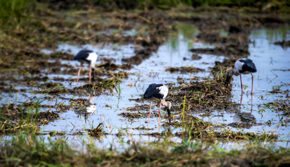 Asian Open-billed stork