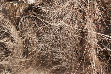 Shaggy palm trunk background texture