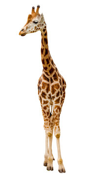 Giraffe isolated
