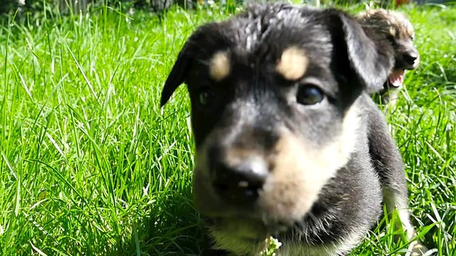 mongrel puppy on grass