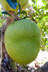 Jackfruit on Jackfruit Tree