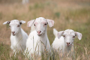 Трое козлят на поле в траве 