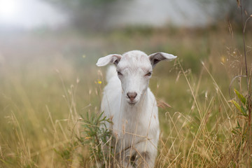 Белая коза пасется на лугу в траве 